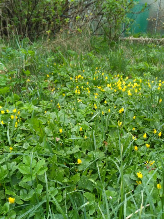 Ovårdad gräsmatta med gula blommor och högt gräs.