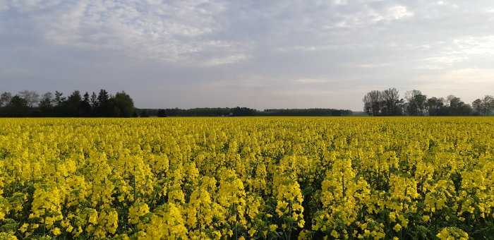 Ett blommande rapsfält med gult blomster, träd vid horisonten och en molnig himmel.