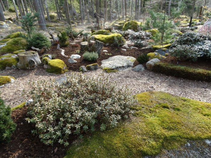 Trädgård med täckbark på gångar, mossa, gröna växter och stenar i sparsmakad och asymmetrisk design.