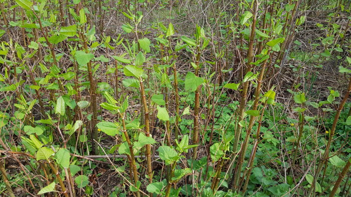 Unge bambuskott och blad planterade i skogsmark.