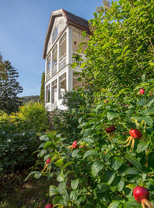 Vitt hus byggt 1916 med två våningar och veranda, omgivet av gröna buskar med röda bär.