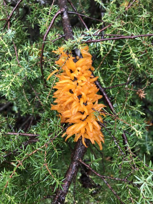 Gul-orange svamp som liknar ägg på en gren omgiven av gröna barr.