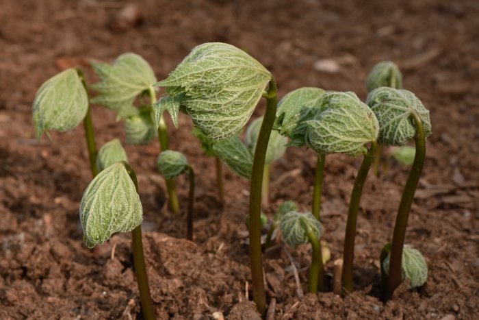 Vårblommande lunddocka Glaucidum palmatum bryter igenom jord, gröna lövverk i förgrunden.