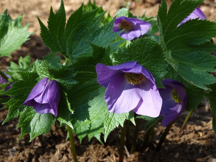 Lila blommor av lunddocka Glaucidium palmatum bland gröna blad i jordig miljö.