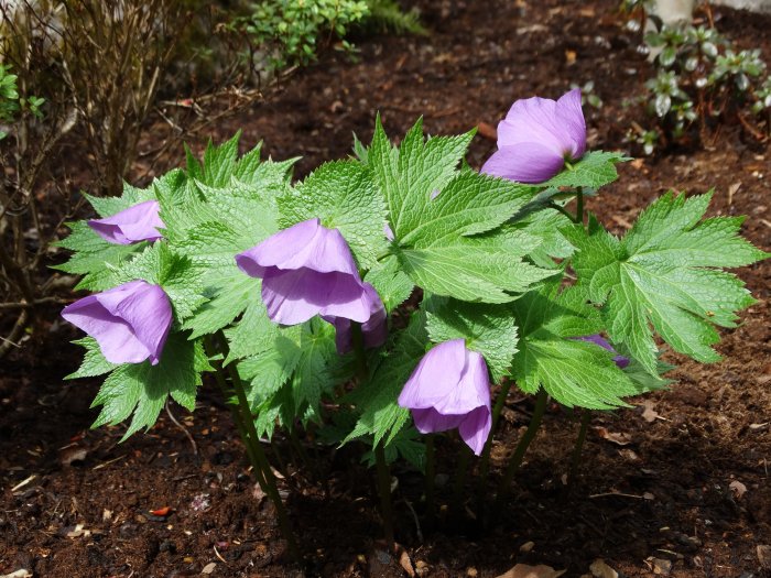 Lunddocka (Glaucidum palmatum) med lila blommor och gröna blad i jord, tidig vår.