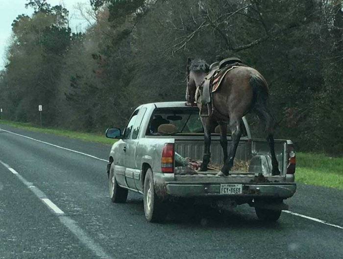 Häst står i flak på pickup stoppad vid sidan av motorväg i USA.