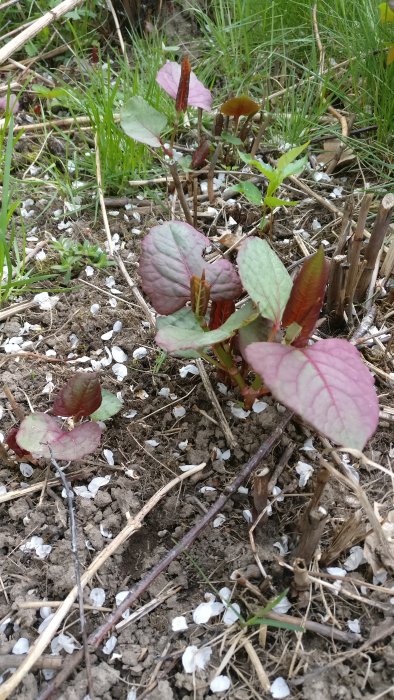 Växande växter med röda och gröna blad bland döda växtrester och vita blomblad.