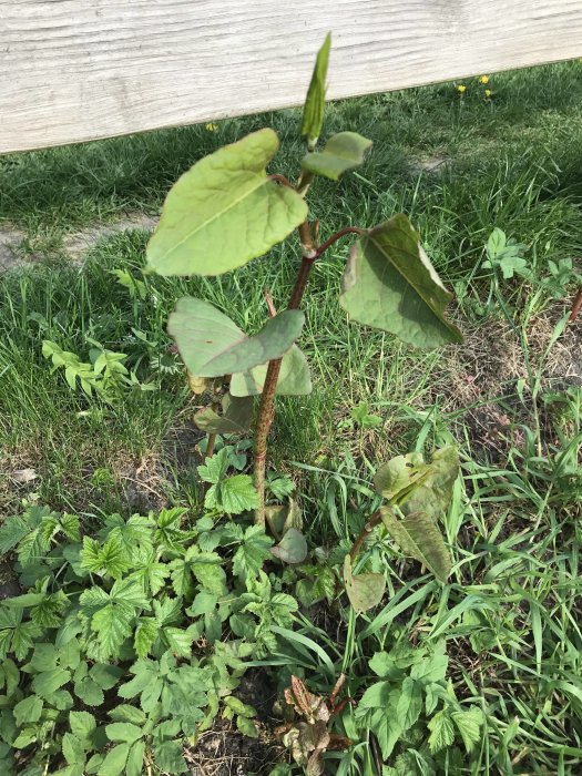 Växt som växer längs ett promenadstråk, möjligen invasiv, med stora gröna blad och en knopp.