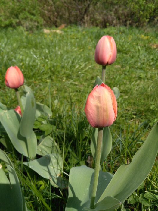 Två oöppnade rosa tulpaner i förgrunden med en naturlig, grön gräsmatta i bakgrunden.