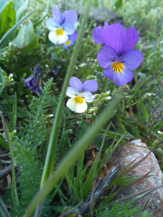 Närbild på vildblommor och grönska som illustrerar en naturlig trädgård.