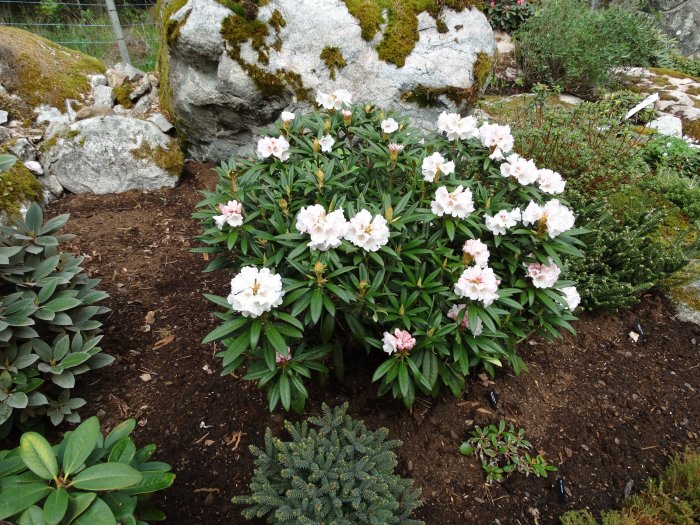 Rhododendron 'Blewbury' i blom med rosa vita blommor i en trädgård omgiven av andra växter och stenar.