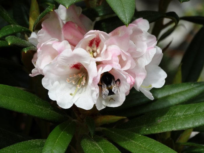 Humla som besöker ljusrosa blommor av Rhododendron 'Blewbury', omgiven av gröna blad.