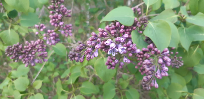 Lila syrenklasar i förstadiet blomning, omgivna av gröna blad.