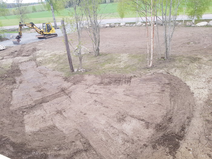 Gult grävmaskin jämnar ut marken i en trädgård för blivande gräsmatta med några björkar i närheten.