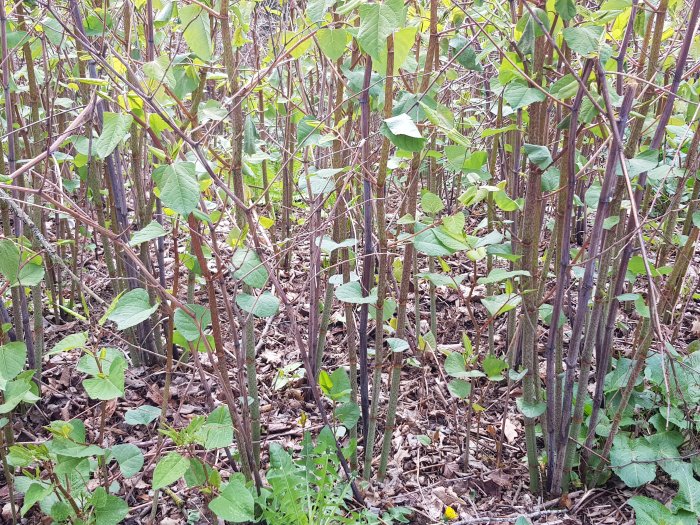 Tättväxande unga trädskott med gröna blad på mark täckt av löv, vid gränsen till orört område.