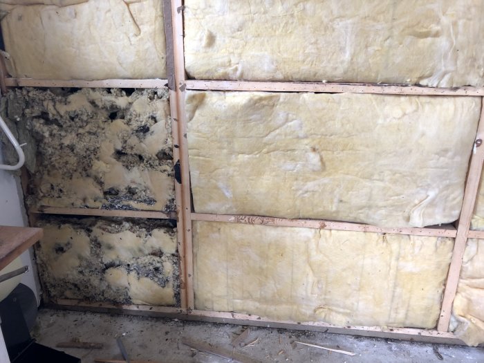 Vägg med isolering som visar tecken på gnagarskador och fågelfrörester.