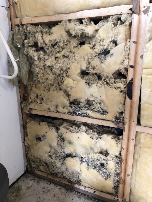 Isoleringsmaterial i vägg med gnagskador och spillning, spår efter mus i garage under renovering.