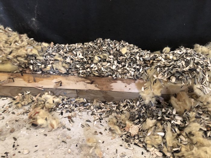Rivning påbörjad i garage: träregel och isolering full med utspridda fågelfrön från musaktivitet.