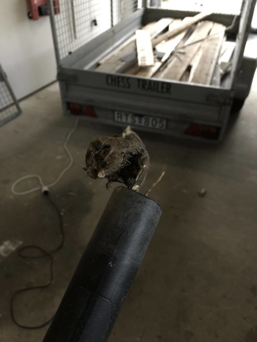 Rester av ett musbo hittat i slutet av en svart slang med en släpvagn och plankor i bakgrunden under en renovering.