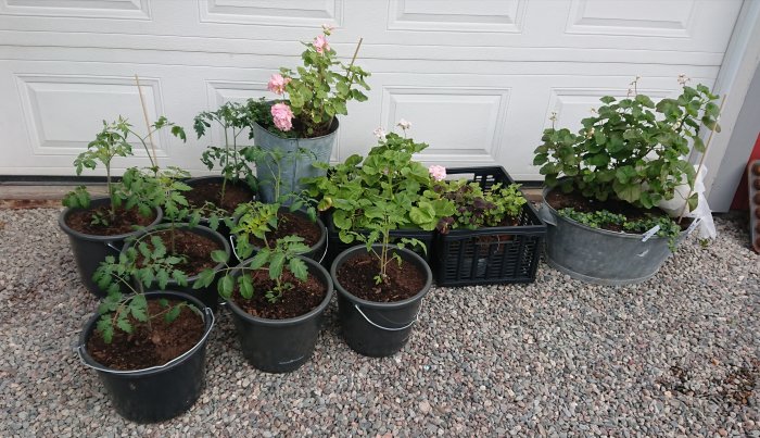 Krukor med tomatplantor och andra växter framför en vit garageport för att vänja sig vid solen.