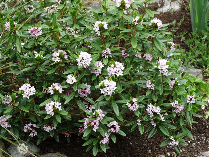 Daphne retusa, en blomvillig buske i tibastsläktet, med frodigt gröna blad och rikligt med ljusrosa blommor.