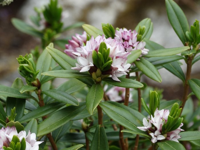 Daphne retusa-blommande buske med rosa och vita blommor och gröna blad.