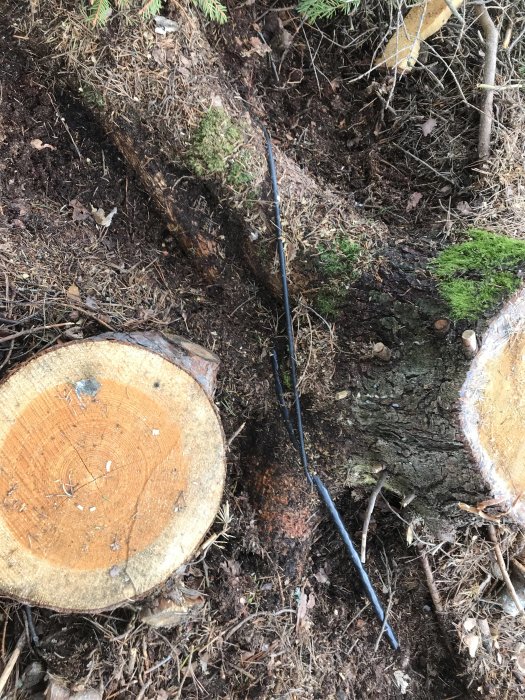 Ytligt liggande elkablar runt uppskurna rötter i skogsmark.