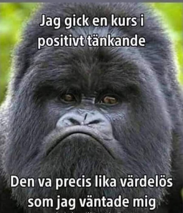 Gorilla med allvarligt uttryck med text om kurs i positivt tänkande som upplevdes värdelös.