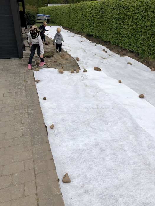 Barn som hjälper till att hålla ner markduk med stenar längs en häck för beredning inför grusläggning.