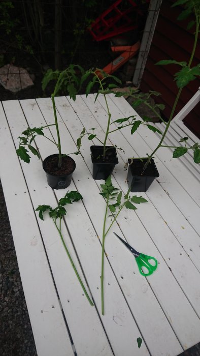 Beskurna tomatplantor i krukor och avklippta stjälkar på ett vitt bord med en sax.