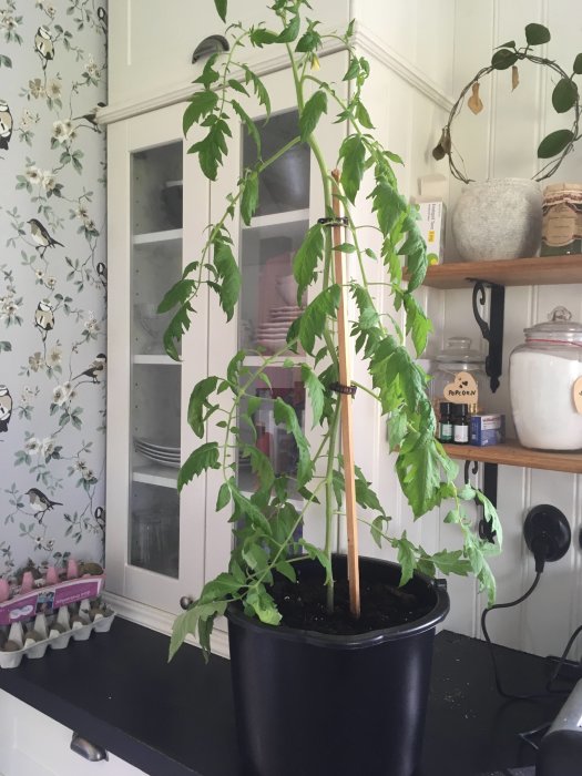 Tomatplanta med stödpinne i kruka på köksbänk, äggkartong med plantor i bakgrunden.