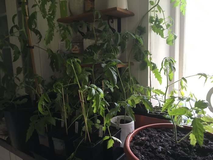 Kraftiga tomatplantor i olika storlekar inne i ett kök redo för omplantering.