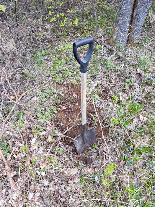 Spade som står lodrätt i nyligen grävd jord i skogsmiljö, symboliserar ett litet gravsättning.