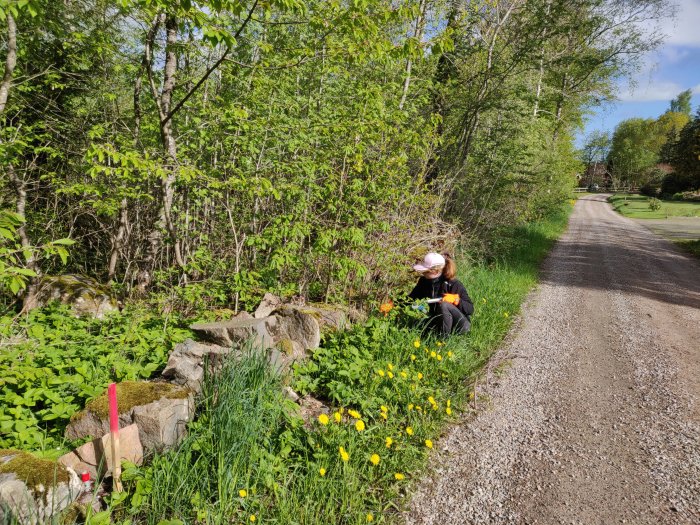Person med röjsåg arbetar vid vägkanten nära grönska och stenmur på en solig dag.