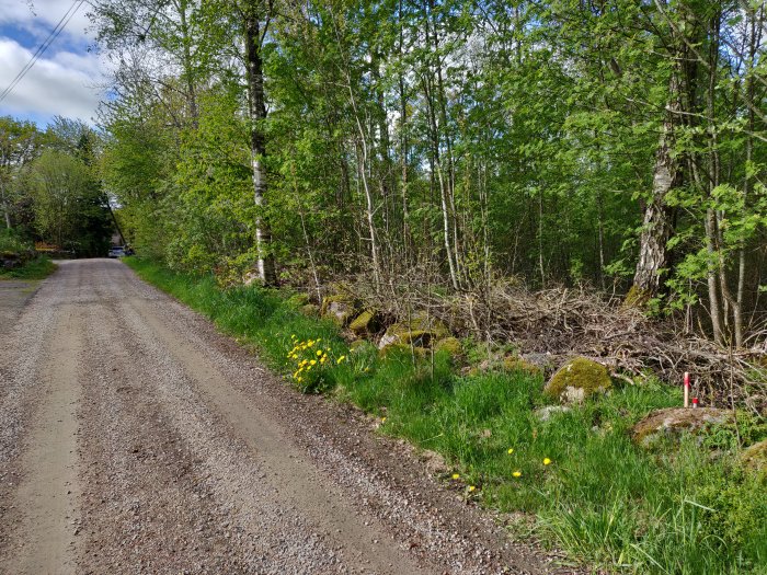 Grusväg nära ett röjt område med grenar och löv, omgivet av grönskande natur och blommande gula blommor.
