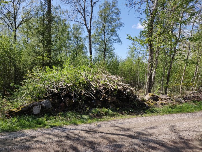 En rishög bredvid en skogsväg, resultatet av trädbeskärning med röjsåg och grensaxar.