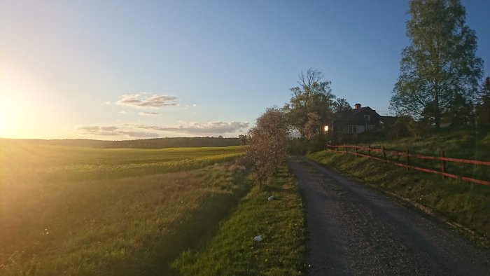 Lantväg vid solnedgång med utsikt över gult rapsfält och ett hus med träd.