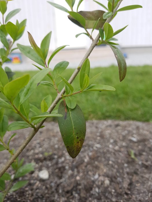 Närbild av ligusterplanta med fläckiga blad som kan vara tecken på sjukdom eller frostskada.