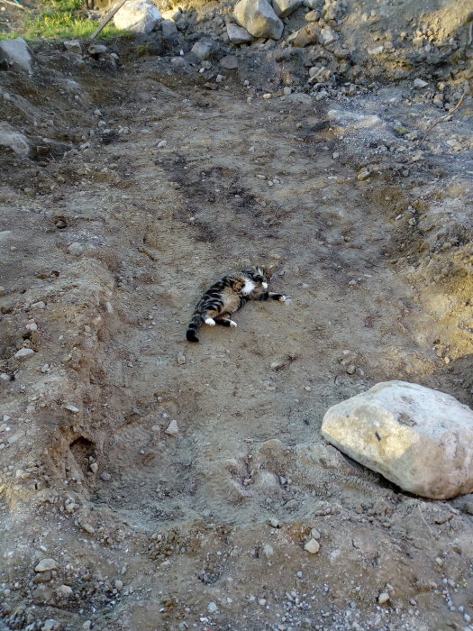 En katt vilar på gruset vid en blivande kallförrådsplats med jämngjord mark och upptagna stenar.