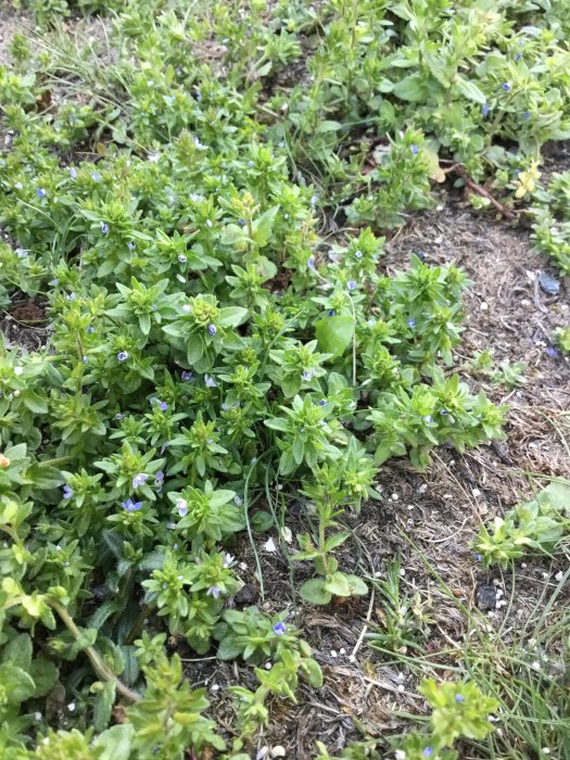 Ogräs med små gröna blad och blå blommor i gräsmatta.