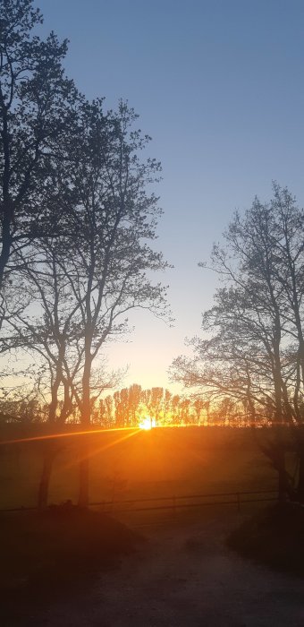 Solnedgång bakom träd med klar himmel och landskap utan rapsfält.