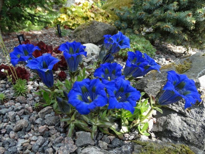 Intensivt blåa Gentiana acaulis, vårblommande perenn, bland grus och sten i trädgård.