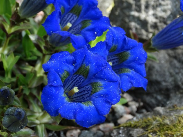 Intensivt blåa blommor av Gentiana acaulis med pollenprickar mot grön bakgrund.