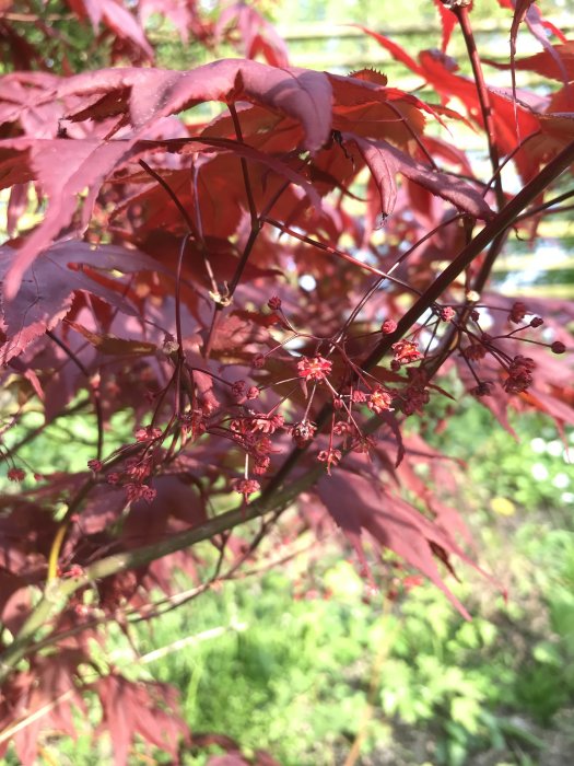 Röda lönnblad med små röda lönnblommor i fokus mot en suddig bakgrund av grönska.