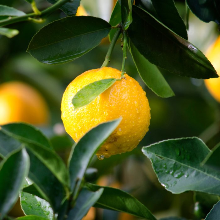 Gul citrusfrukt med vattendroppar hänger på gren omgiven av gröna blad.