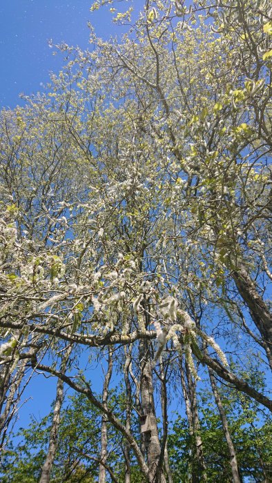 Lövträd med vita poppelfransar mot en klarblå himmel som indikerar vårens problem med fröfluff.