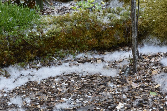 Trädgård täckt av tätt lager aspfrön liknande snö på mark och växter.