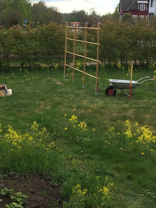 Gräsmatta med blommande gula maskrosor och vitblommiga växter, skottkärra och trädgårdsredskap i bakgrunden.