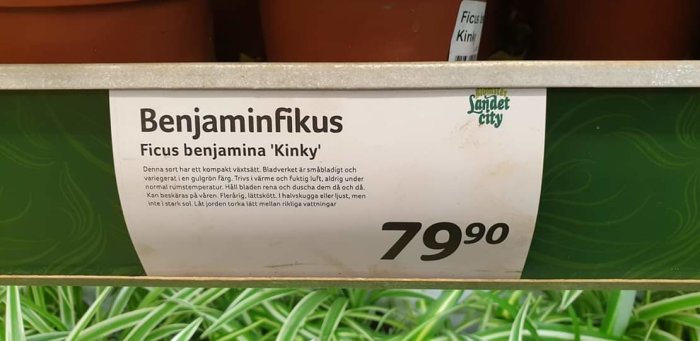 Skylt för Benjaminfikus 'Kinky' med vårdinstruktioner och pris 79:90 på en trädgårdsbutikshylla.