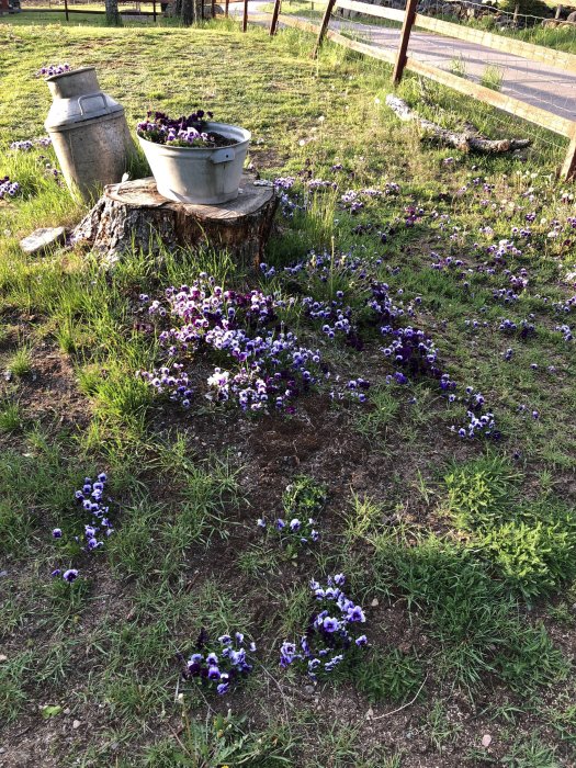 Trädgård med självsådda blommande penséer och en metallkruka på en trästubbe, omgiven av gräs.